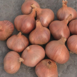 Szalotka Ambition f1 250 tyś. nasion precyzja st